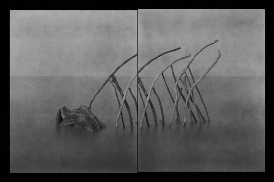 Graphite drawing of posed branches