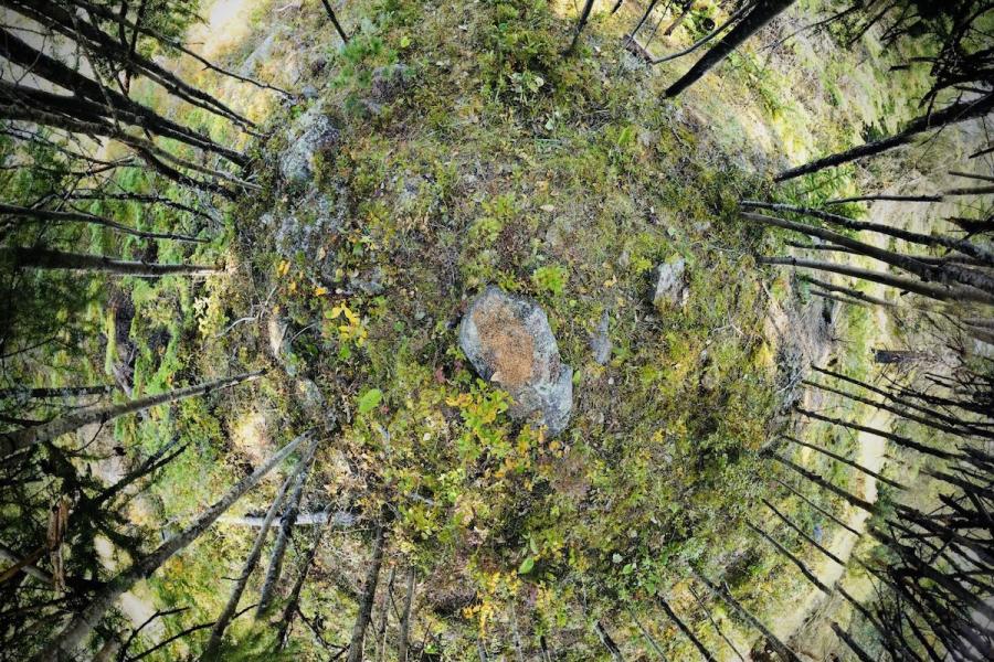 Rock in centre of forest