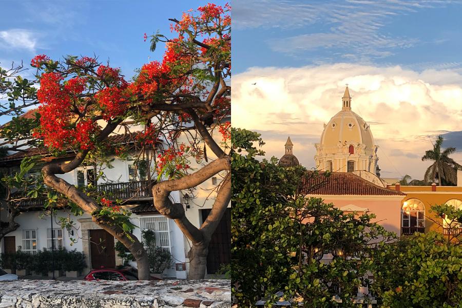 Flower tree and top of church