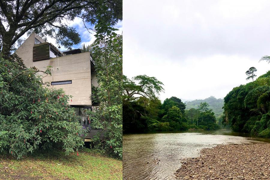 Trees of colombia