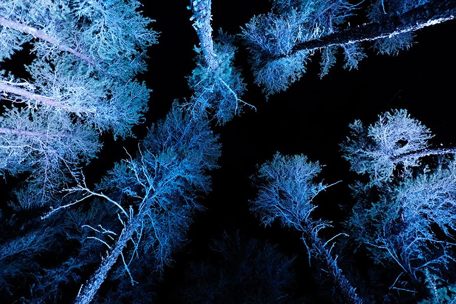 trees reflecting blue on night sky