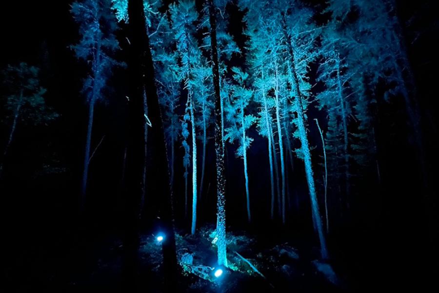 trees in the night backlit blue