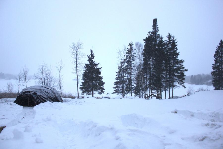 winter white landscape with pine trees