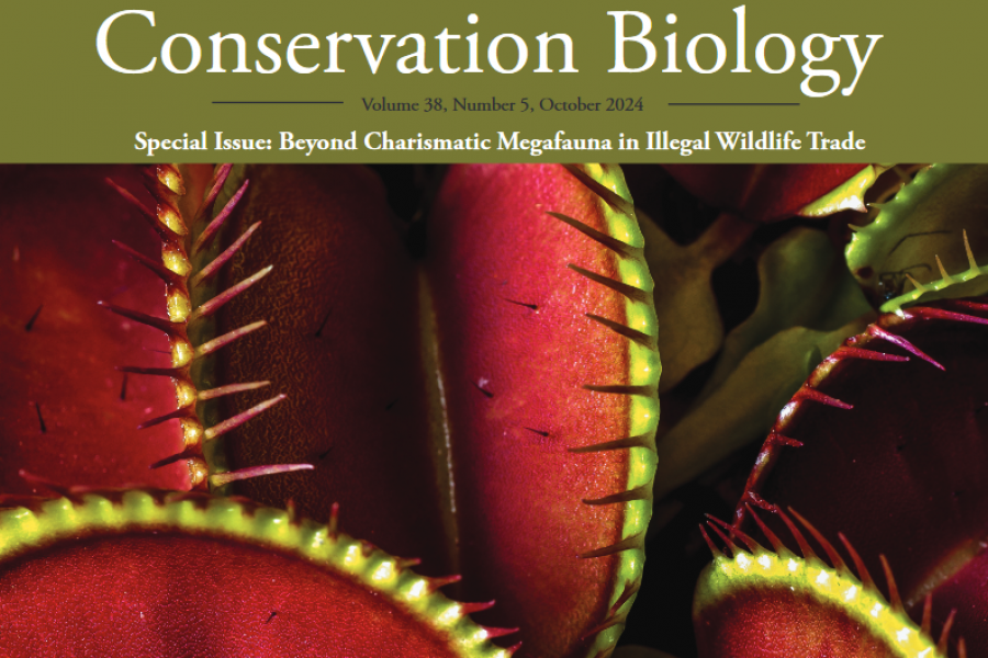  A close-up view of vibrant Venus flytrap plants, showcasing their characteristic red and green colors. The traps are open, displaying their spiky, cilia-like edges.