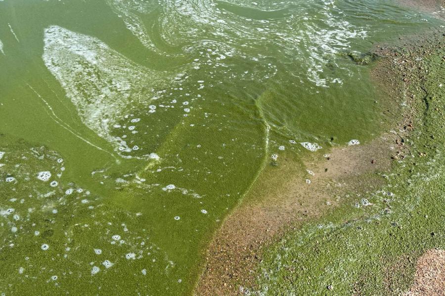 View of foamy water filled with green algae and sandy beach.