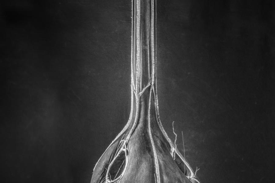 Black and white close-up of a hanging seed pod with openings and fibers.