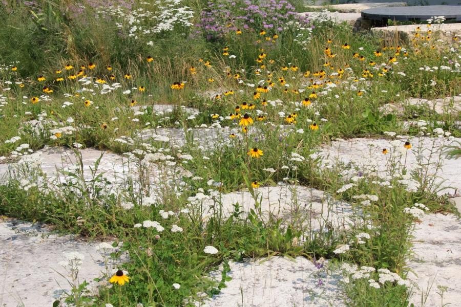 A lush meadow with vibrant yellow daisies and white wildflowers scattered among green grass on stepping stones, evoking a sense of tranquility.