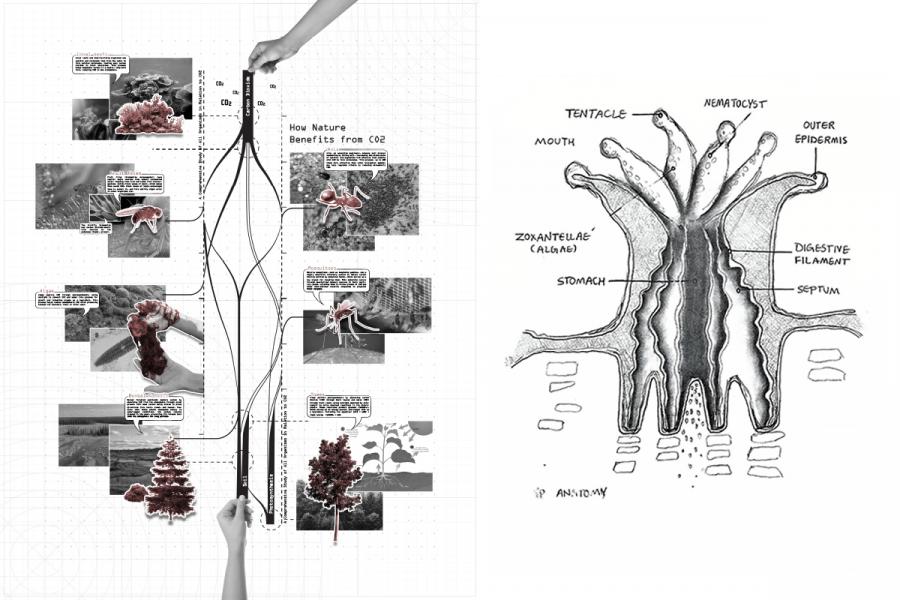 Split image: left side shows a hand with CO2-themed infographic connecting nature elements like trees and insects; right side has coral anatomy sketch.