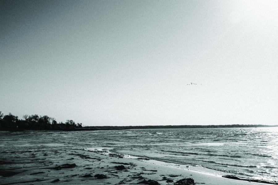 Black and white image of a serene beach with gentle waves meeting the shore, a distant tree line, and birds flying in the clear sky above.