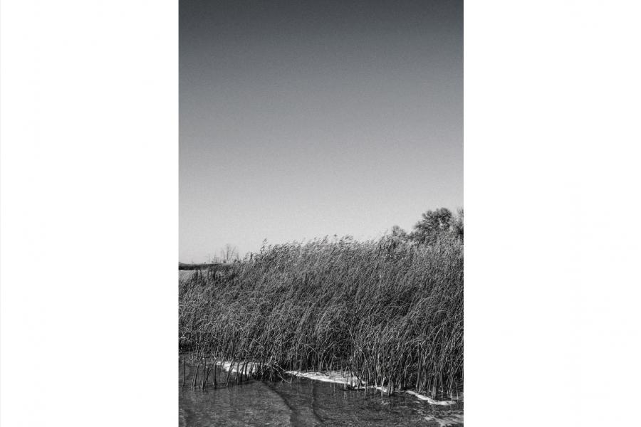 Monochrome image of tall reeds swaying by a calm shoreline under a clear sky. The serene scene conveys a peaceful, natural atmosphere.