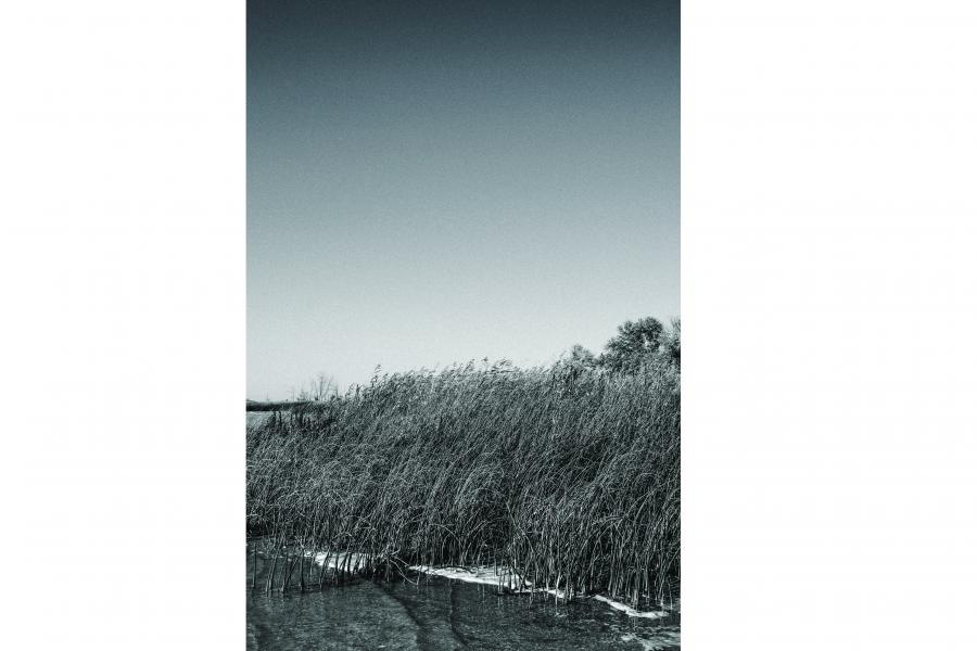 Monochrome image of a serene lakeside with tall reeds swaying in the breeze under a clear sky. The scene conveys a calm and peaceful atmosphere.