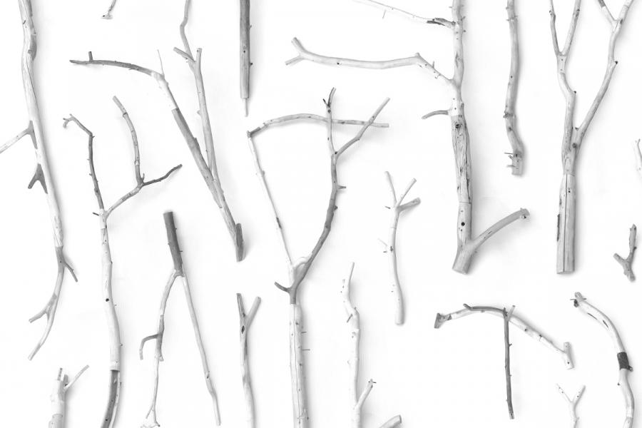Assorted bare branches arranged on a white background. 
