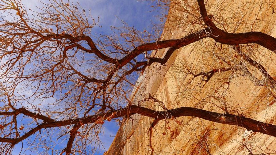 tree branches with brown rock and blue sky in the background