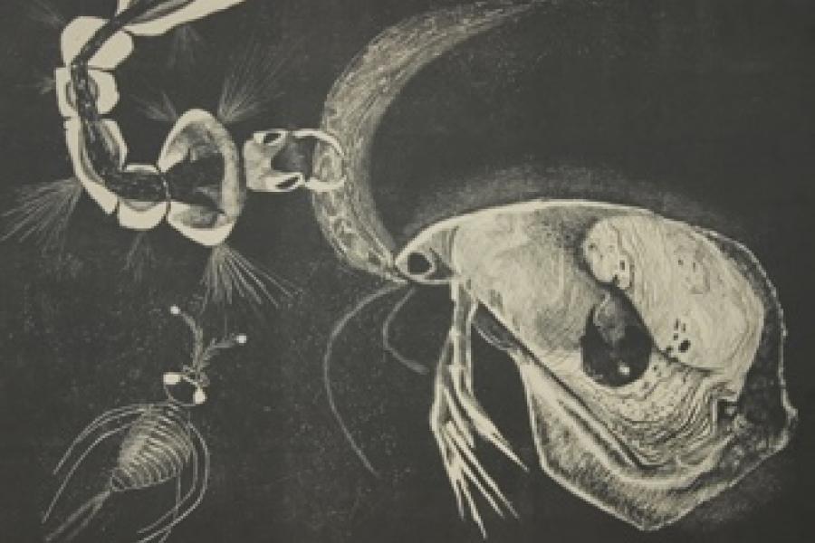 A black and white etching featuring a surreal composition of organic and skeletal forms, including an enlarged fish-like head, insect-like creatures, and abstract shapes.