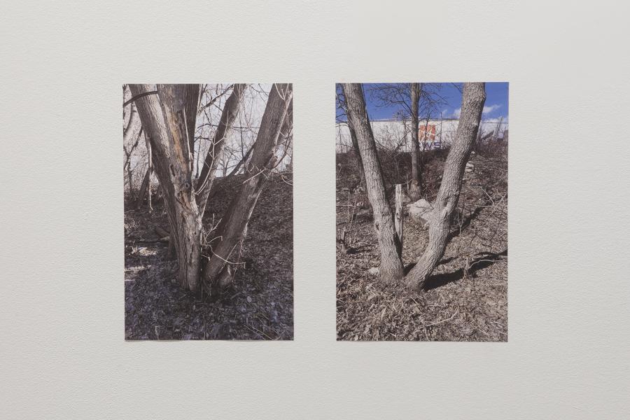 Two colour photographs of split-trunk trees displayed side-by-side on a gallery wall.
