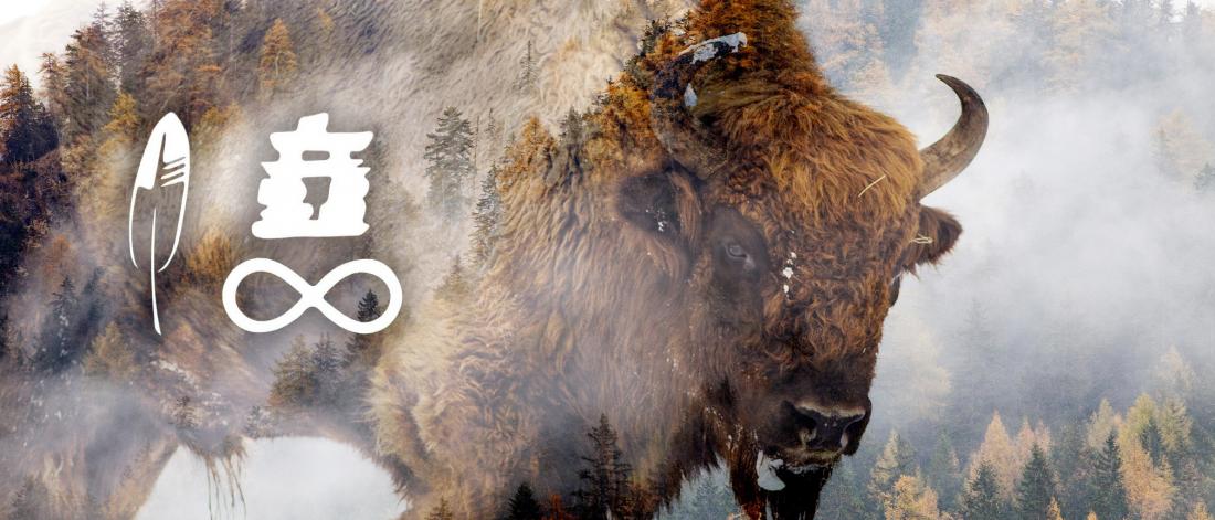 A Bison blending into the trees with metis symbols