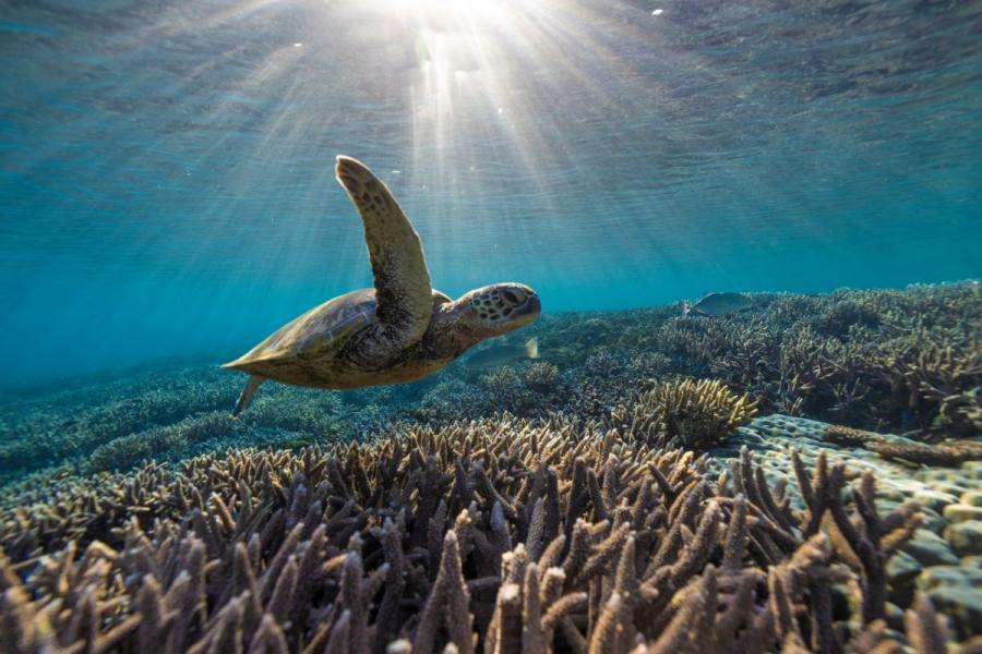 Turtle swimming over the Great Barrier Reef.