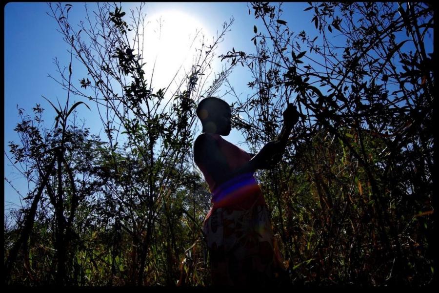 A young woman in a patterned skirt harvests plants in the sunlight.