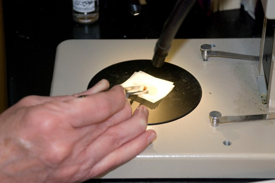 Close up of dental tissue being examined under a microscope.