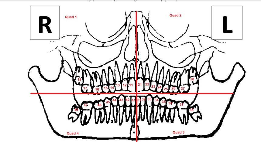 Numbered teeth divided into left, right, upper and lower quadrants