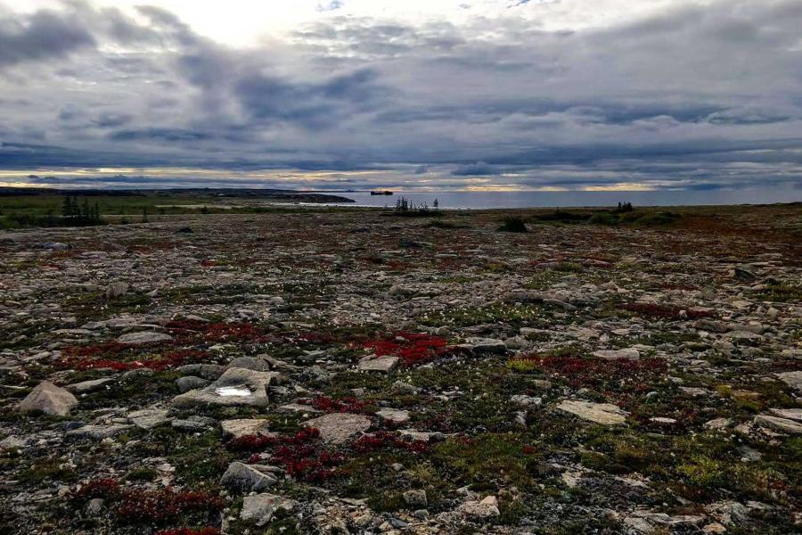 Churchill tundra wildflowers.