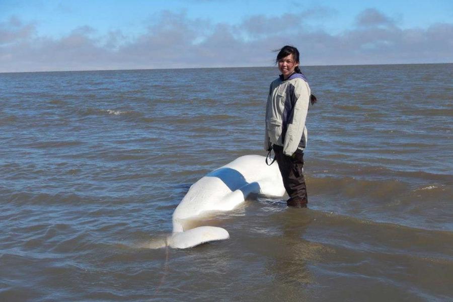 Enooyaq Sudlovenick with a beluga.
