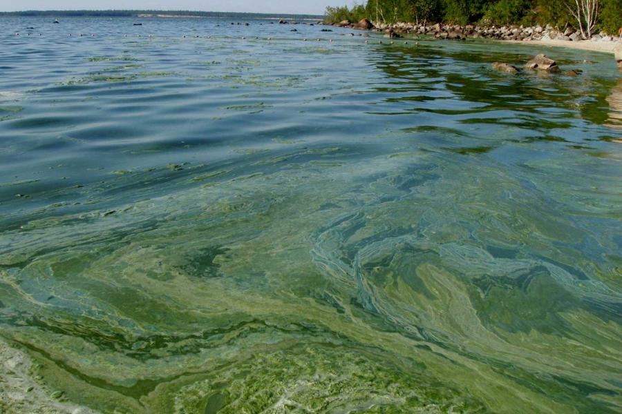 Algal bloom seen from the shores of Lake Winnipeg, 2015.