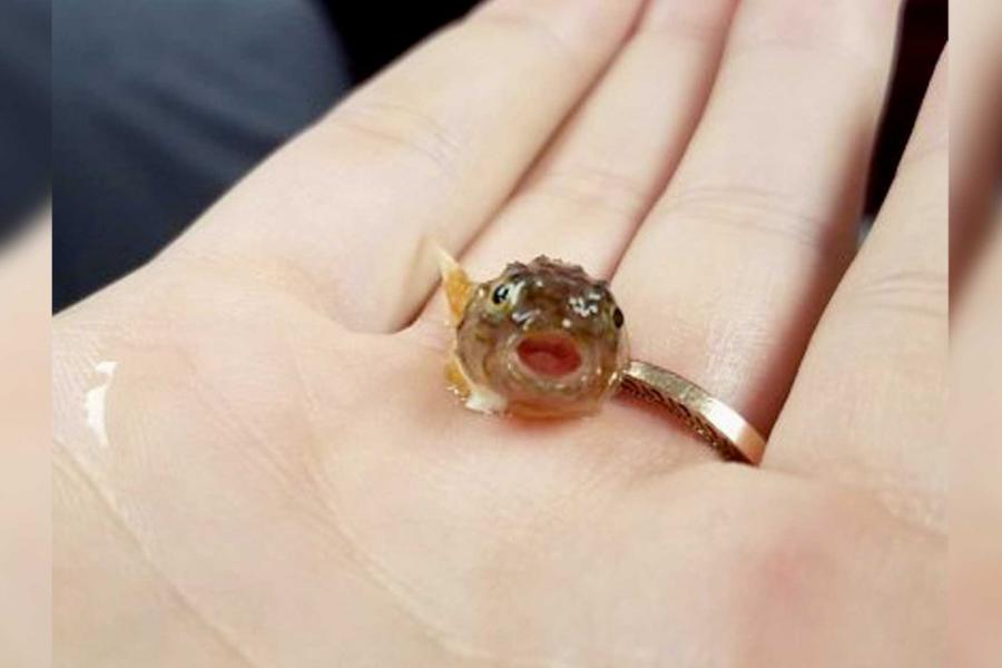 a researcher holds a small fish in their hand.