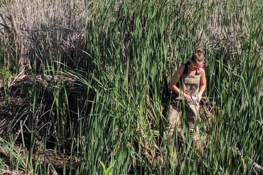 Katelyn Rodgers in the wetland along PR 328 east of Lake Waterhen