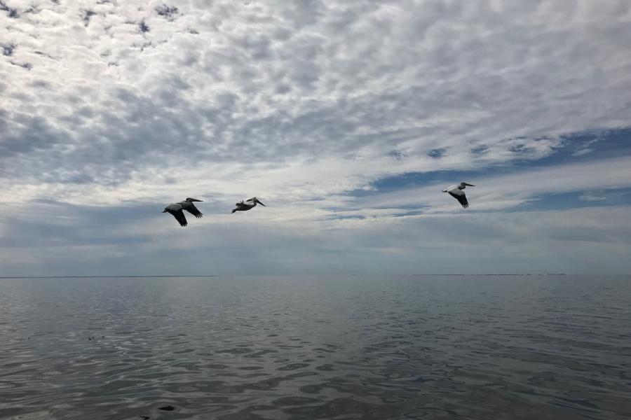 Three pelicans flying above a lake