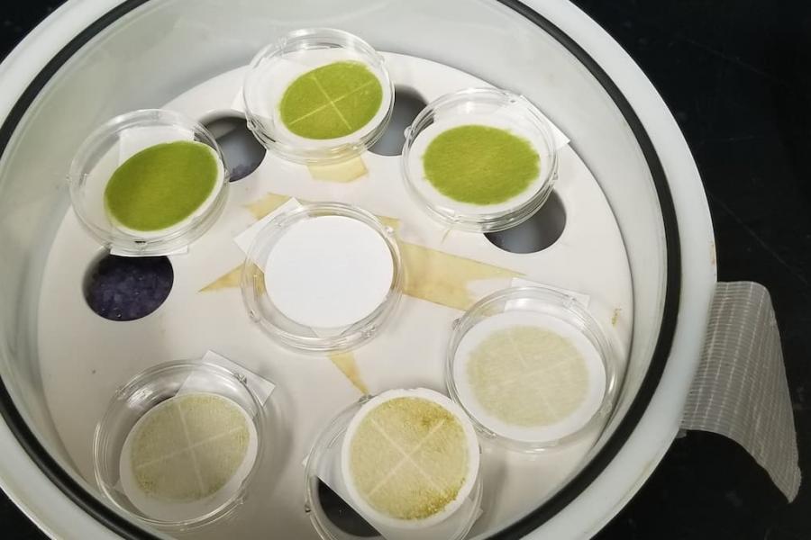 Two sets of three filter papers, one from each pond.