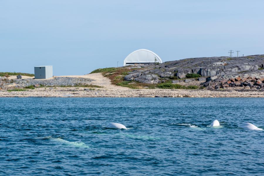 Beluga whales found in the water at Churchill that surrounds the observatory.