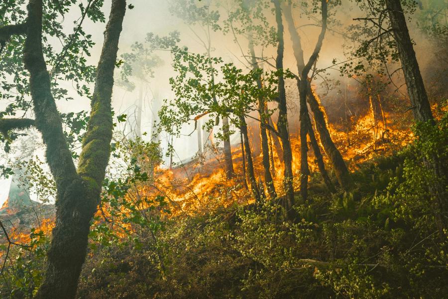 wildfire_photo