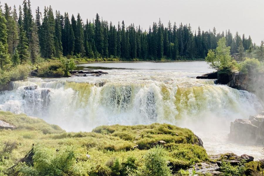 trees and waterfall