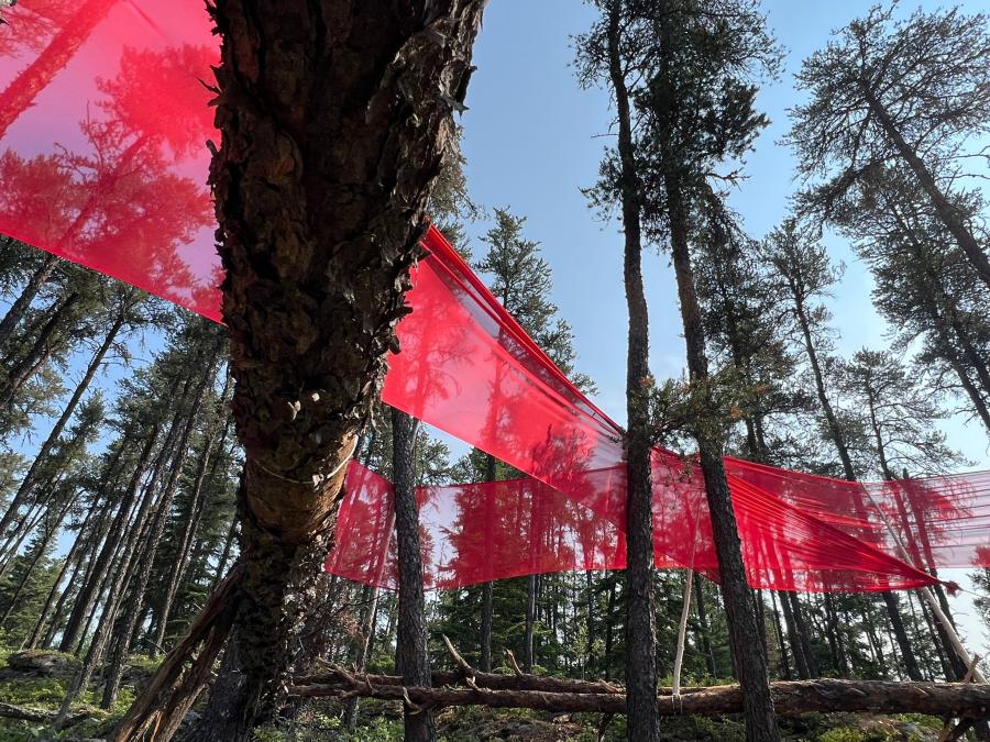 red fabric wrapped around trees in forest