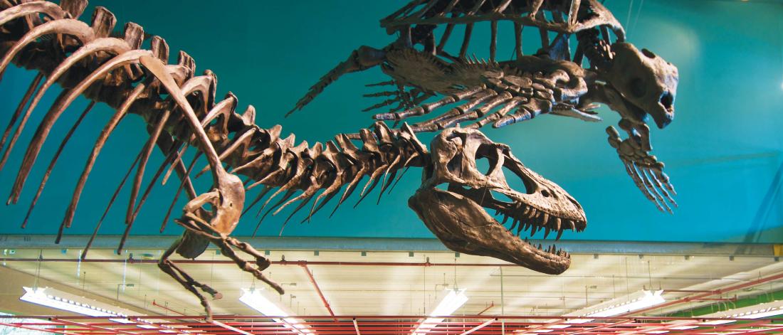 Dinosaur bones in the Cretaceous Menagerie