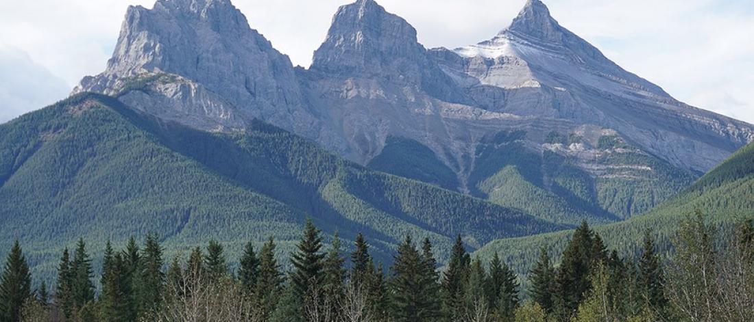 A forest of trees in the foreground and snow capped mountains in the distance.