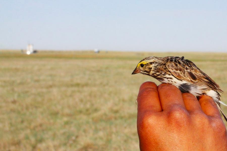 A Savannah Sparrow gently held in a researchers hand in an open field near a grain elevator.