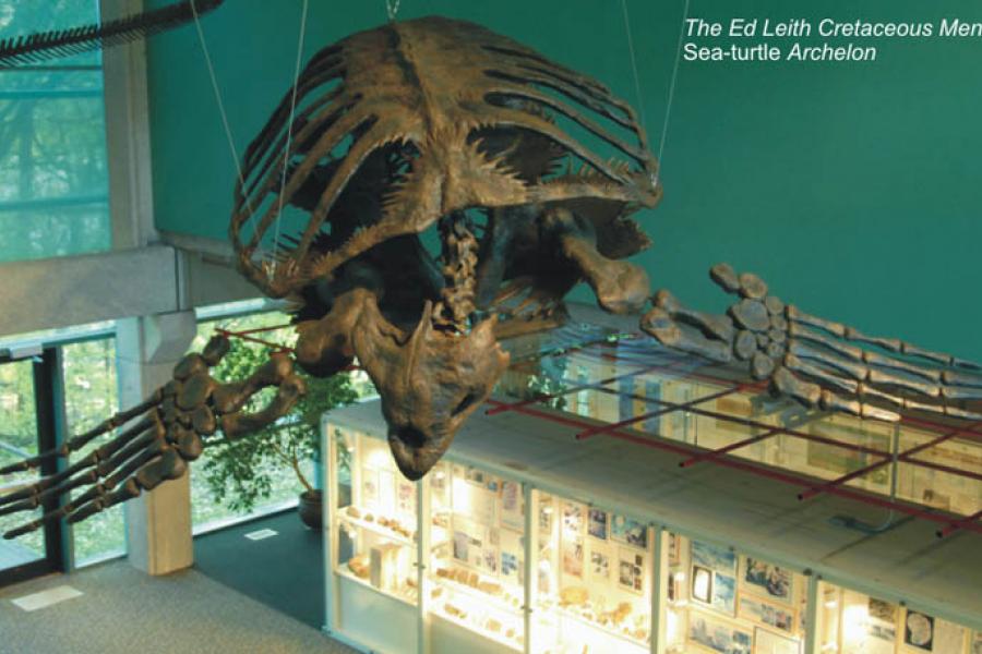 Archelon fossil at cretaceous menagerie.