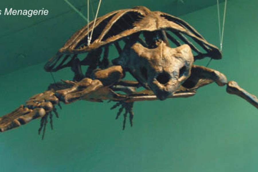 Archelon fossil at cretaceous menagerie.