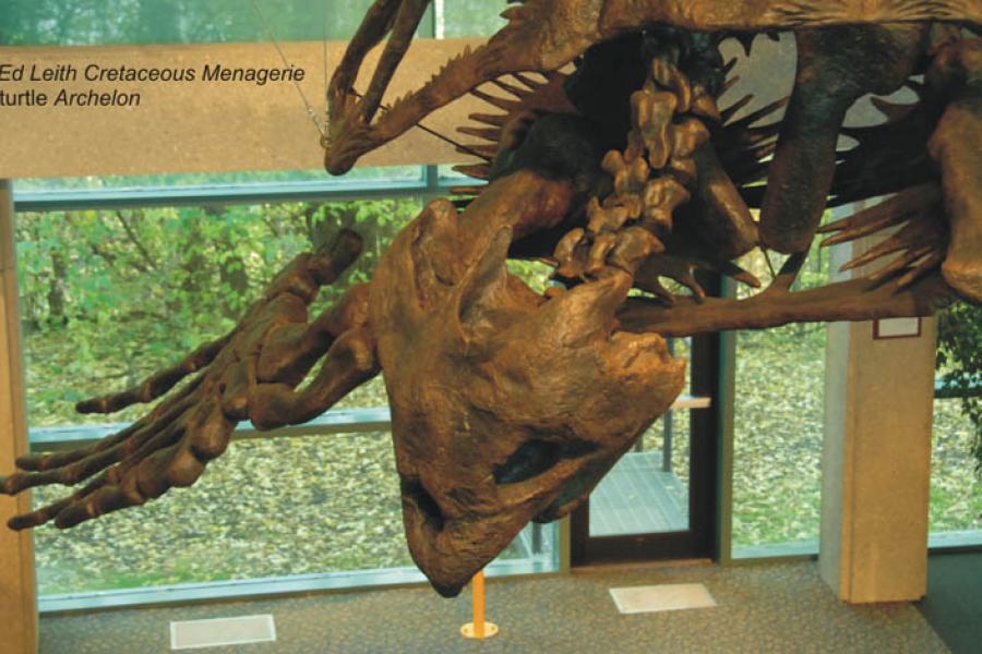 Archelon fossil at cretaceous menagerie.