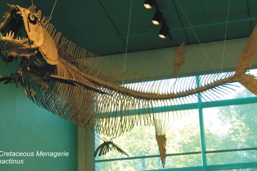 Bony fish fossil at cretaceous menagerie.