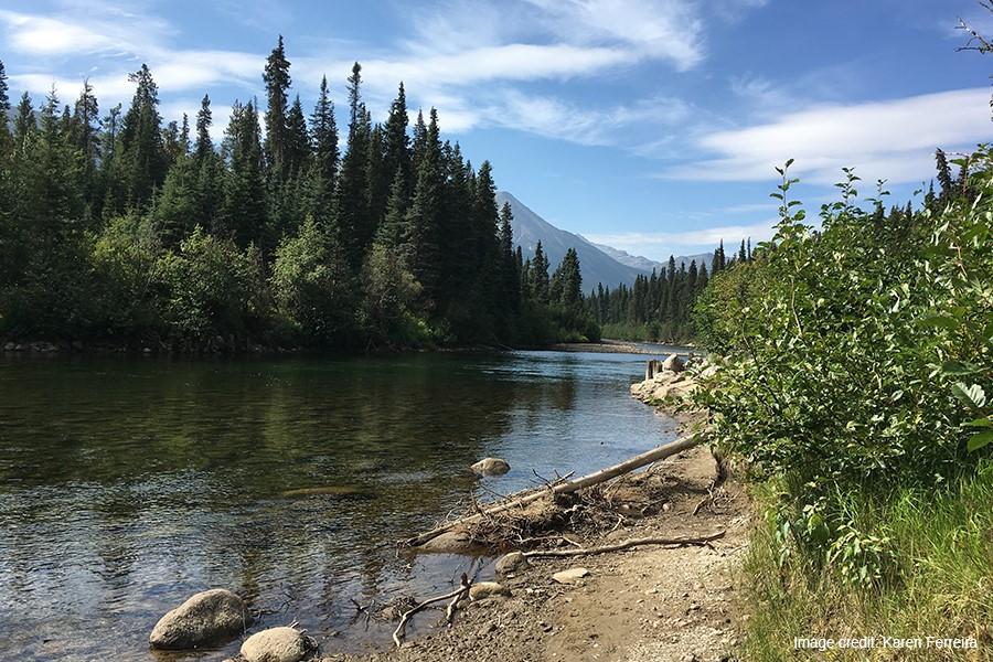 A river with trees on the left side and vegetation on the right.