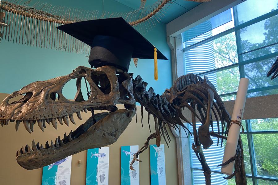 Gorgosaurus in the Cretaceous Menagerie with a graduation cap and parchment