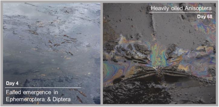 Closeup of oil slicks on lake surface impacting Anisoptera, Ephemeroptera, and Diptera