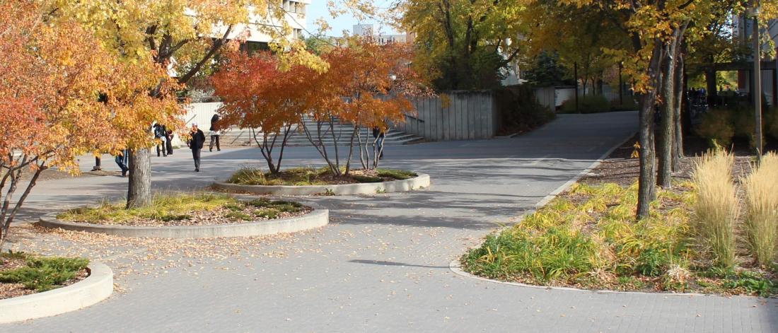 Trees in fall colours on campus walkway.
