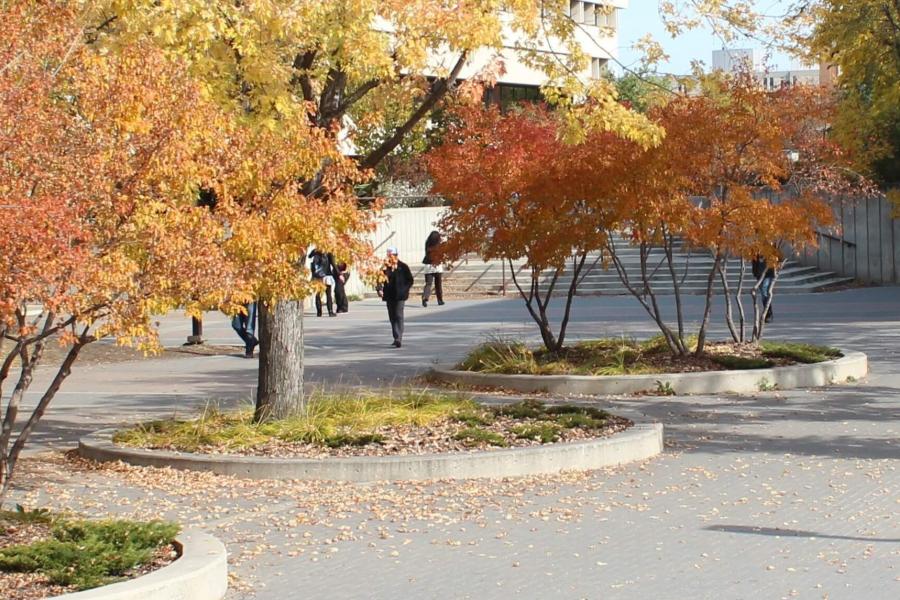 Trees in fall colours on campus walkway. 