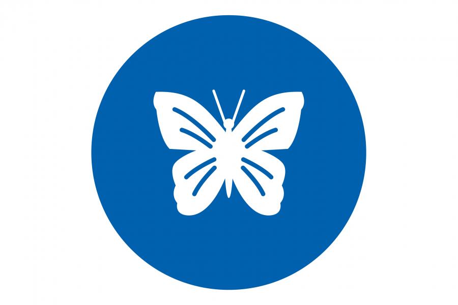 illustration of a butterfly on a blue background