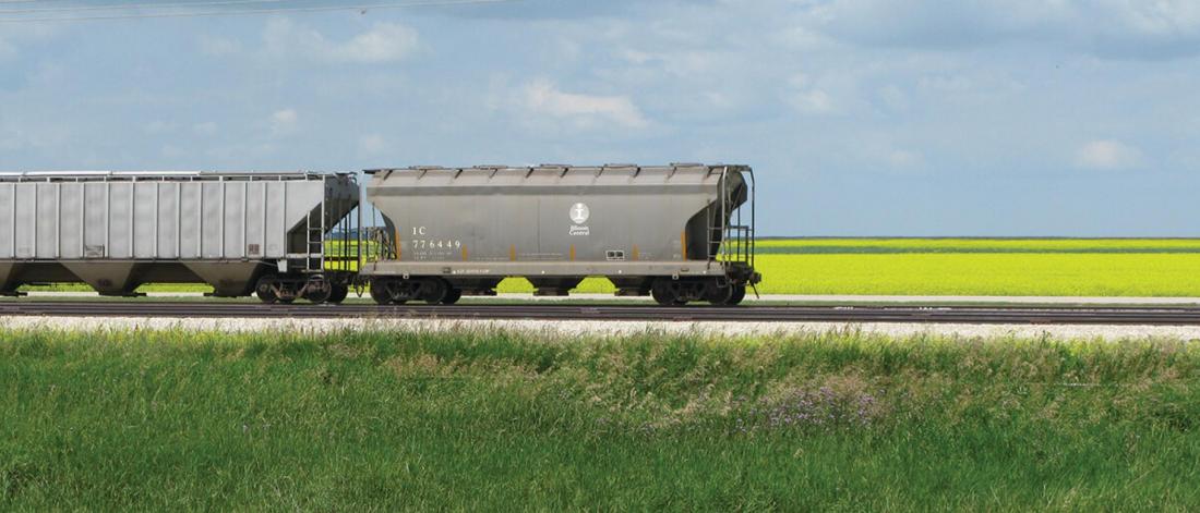 A train going by a canola field.