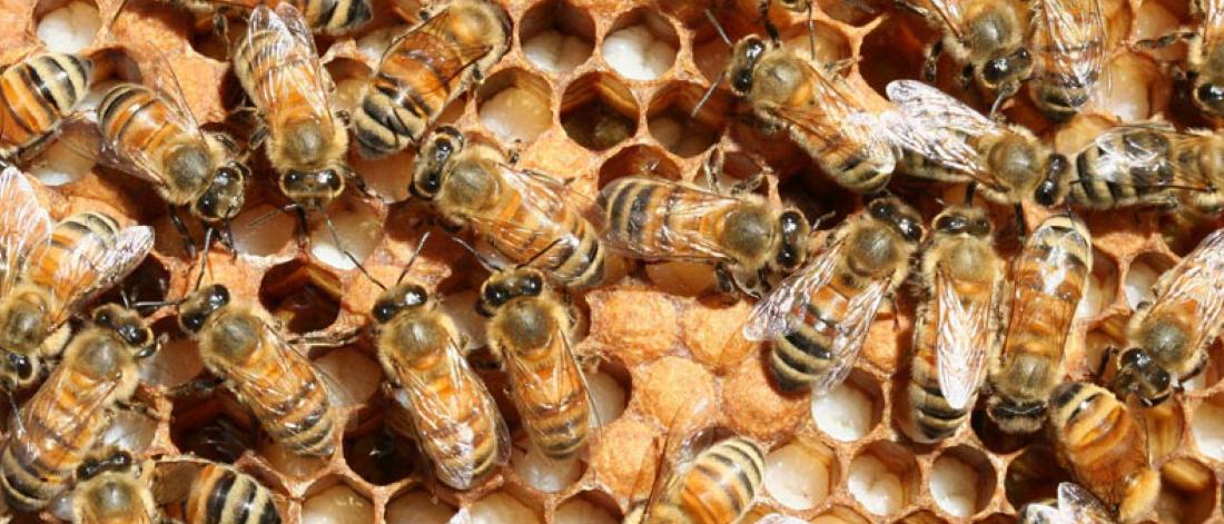 Bees working on a hive.